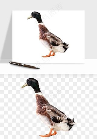 鸭子小鸭png免抠