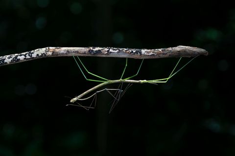 生态自然之舞动绿意