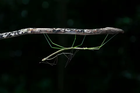 生态自然之舞动绿意