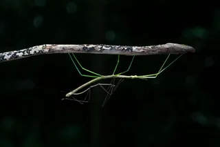 生态自然之舞动绿意