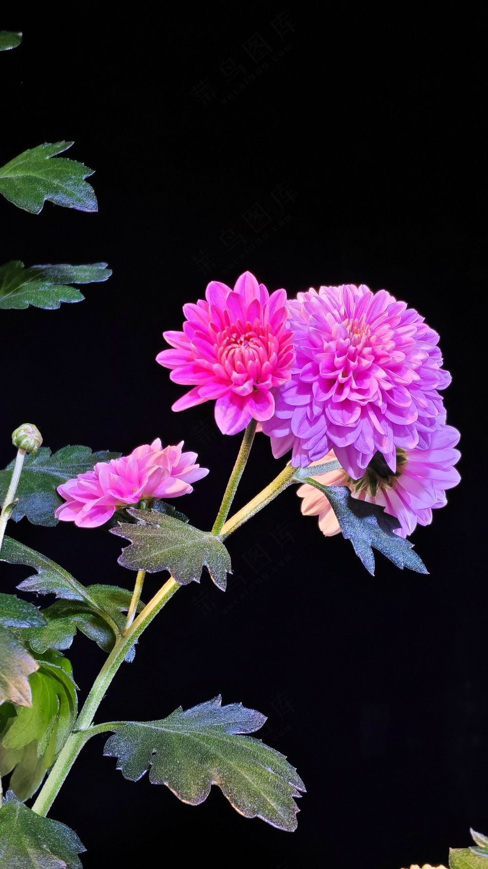 黑背景菊花 纯色背景