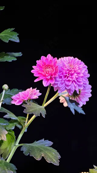 黑背景菊花 纯色背景