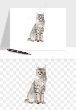 猫咪喵星人狗狗宠物元素png免抠