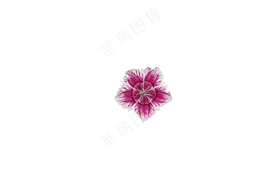 免抠花卉  石竹