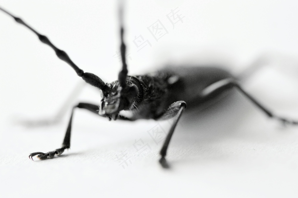 夜行之影：细长腿的神秘生物