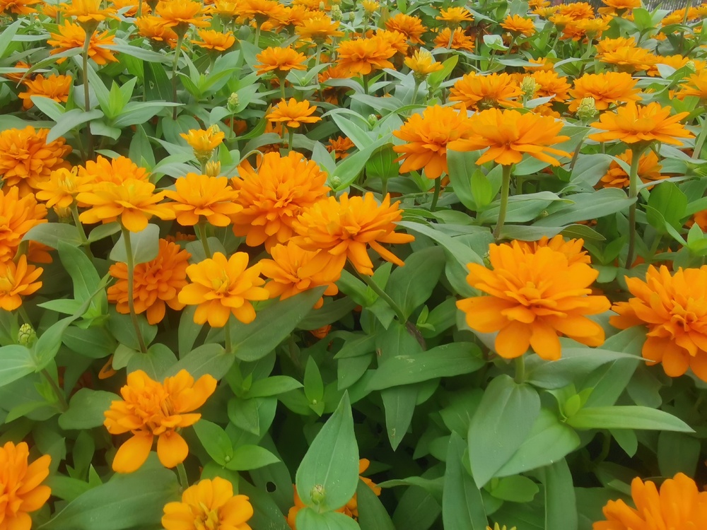黄色的鲜花