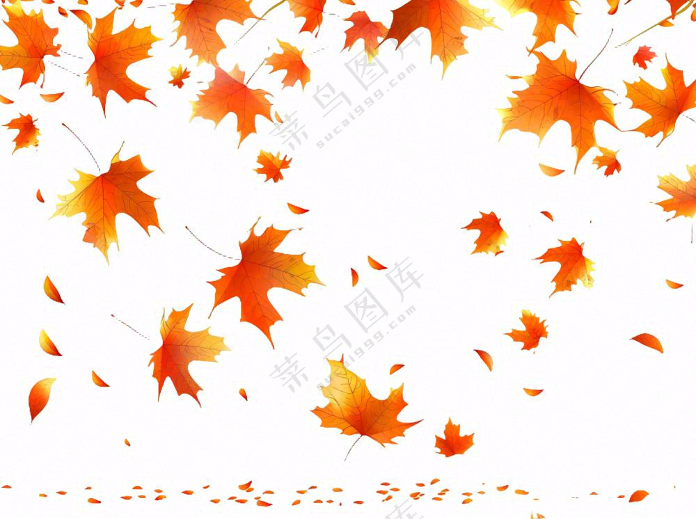 秋天红色枫叶飘落插画免抠
