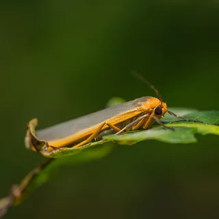 翠绿叶片上的细长身影