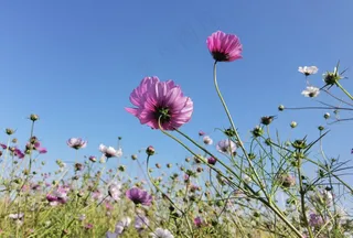 野花蓝天白云高清摄影图
