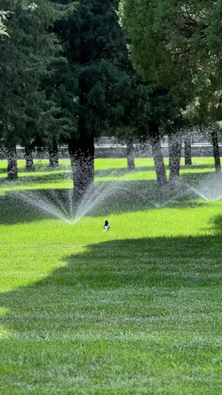 青青碧草迎朝阳