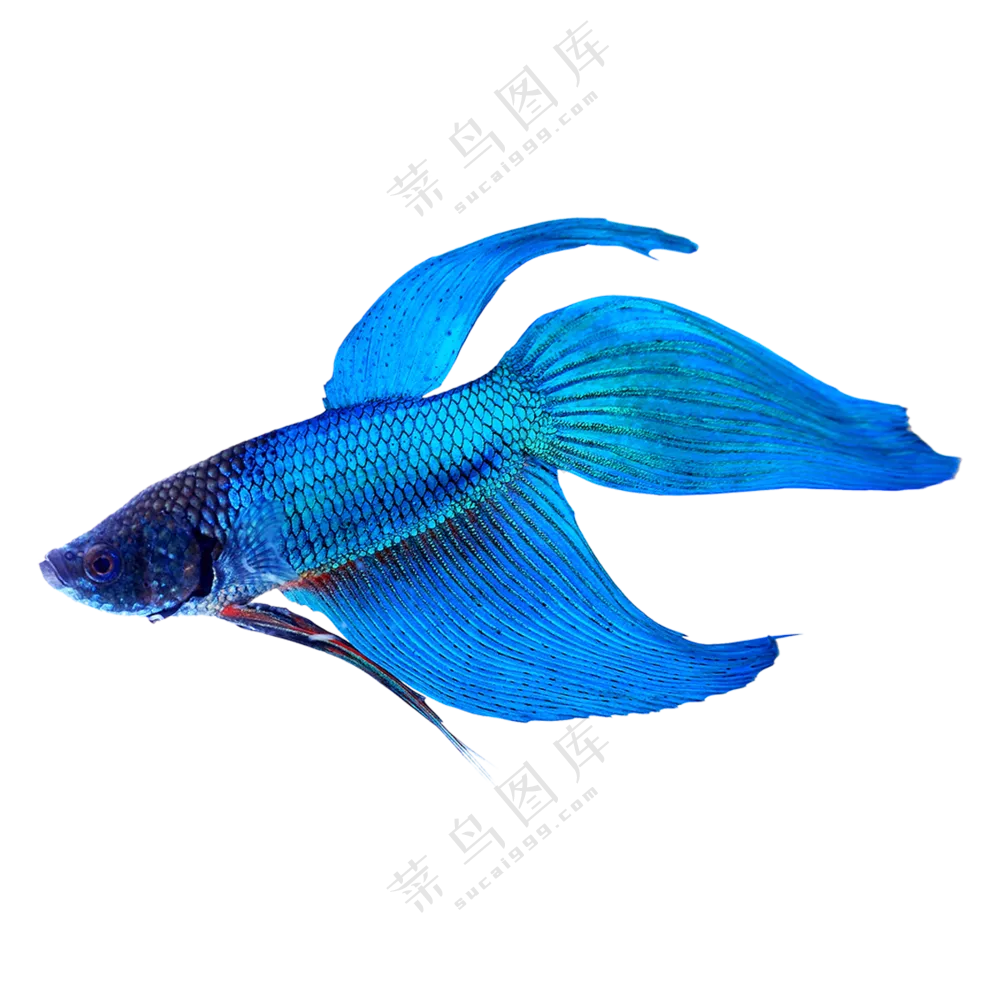 有飘逸鱼鳍的马尾斗鱼免抠图片素材