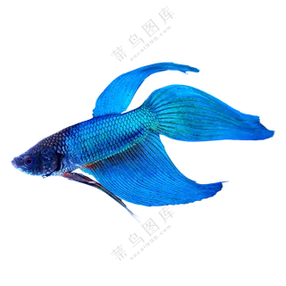 有飘逸鱼鳍的马尾斗鱼免抠图片素材