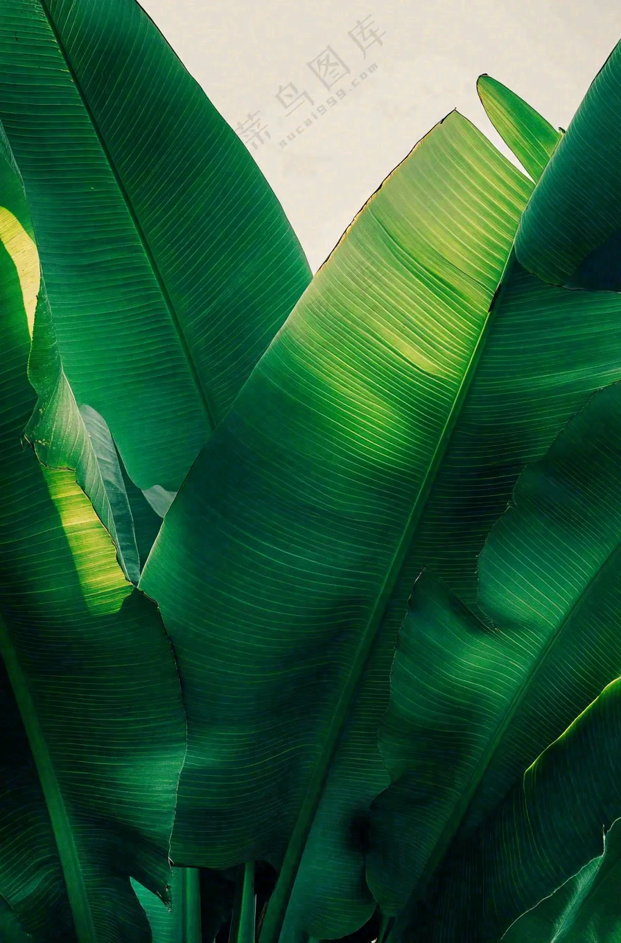 香蕉树芭蕉叶绿色植物摄影图