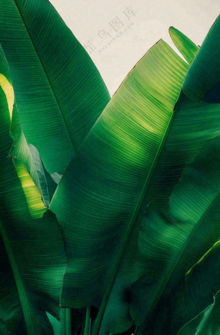香蕉树芭蕉叶绿色植物摄影图