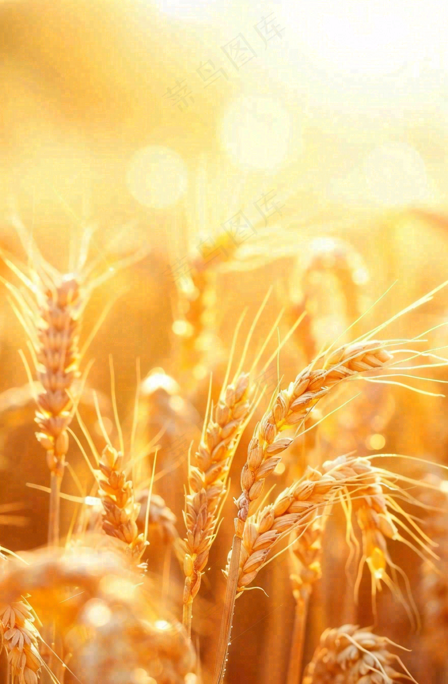 金黄的麦田小麦麦穗粮食芒种世界粮食日摄影图