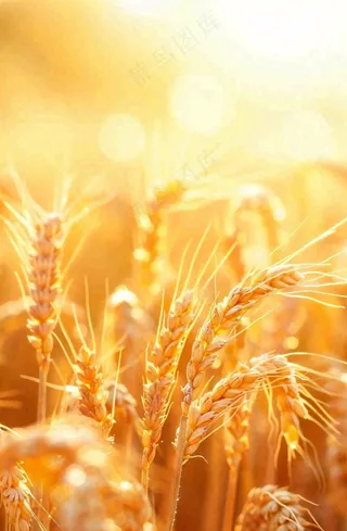 金黄的麦田小麦麦穗粮食芒种世界粮食日摄影图