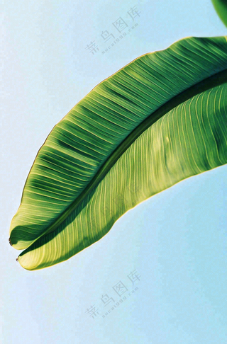 香蕉树芭蕉叶绿色植物摄影图