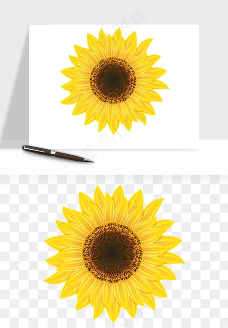 向日葵太阳花卉png免抠
