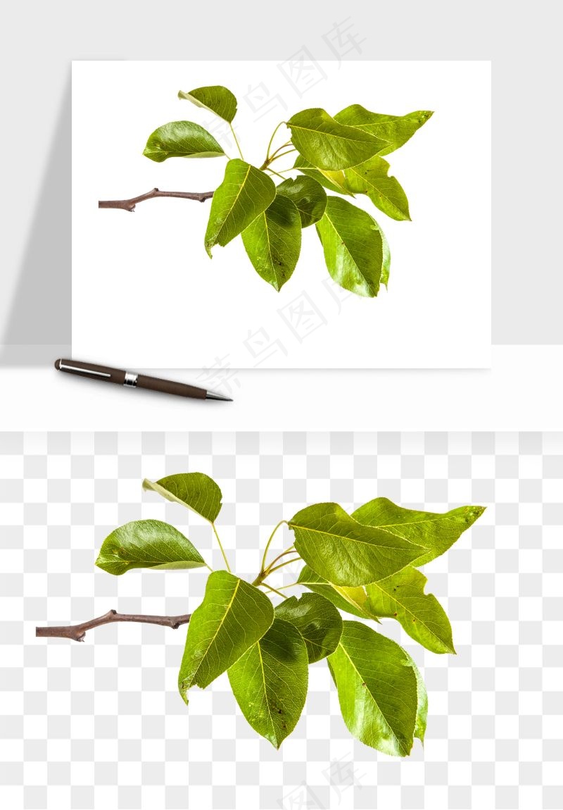 绿叶虚化前景树枝png免抠