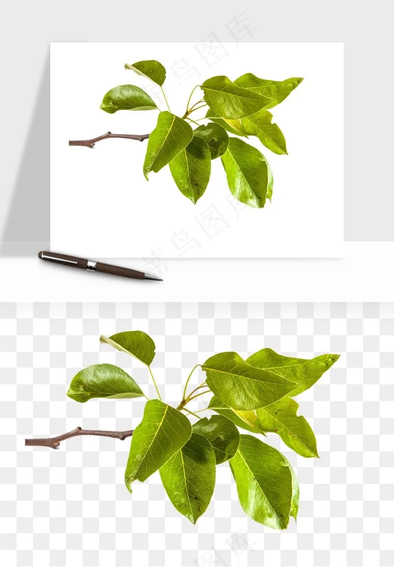 绿叶虚化前景树枝png免抠