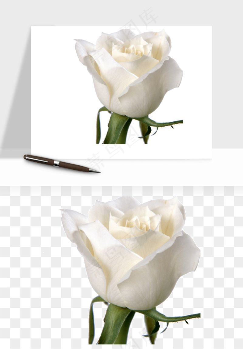 白玫瑰花枝花束png免抠