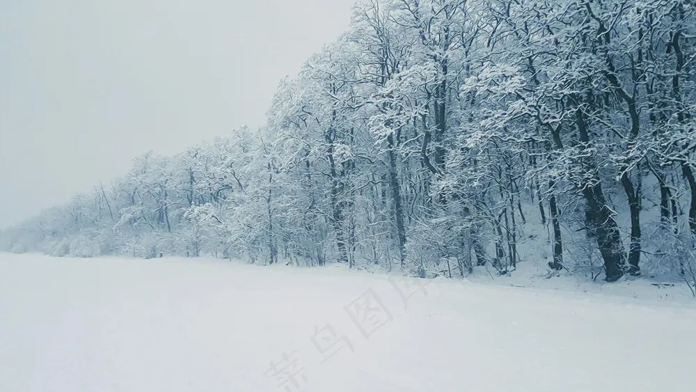 寂静冬林覆雪景致