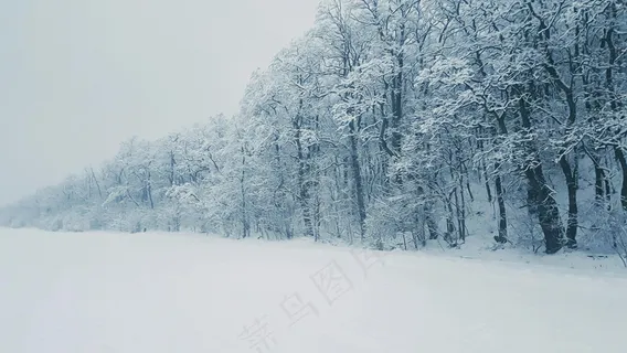 寂静冬林覆雪景致