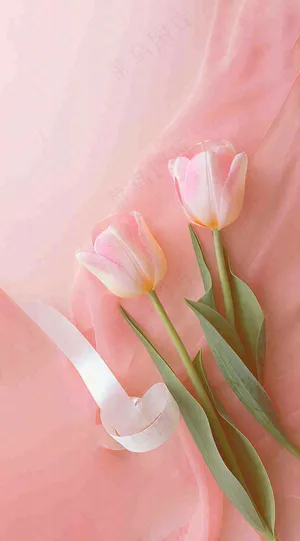 粉色郁金香花束母亲节送花摄影图