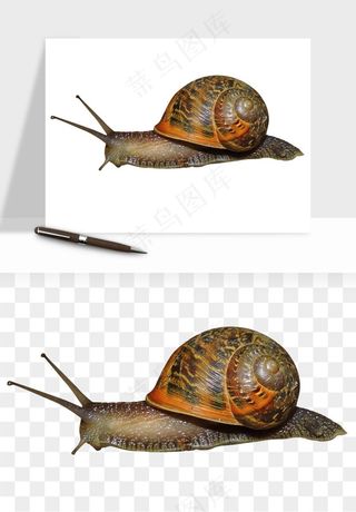 蜗牛动物png免抠