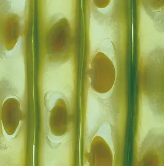 蔬菜切面图片 (19)