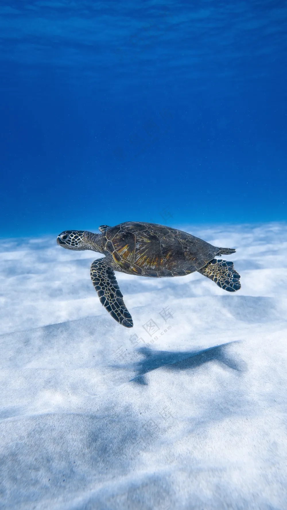 潜水游泳的海龟