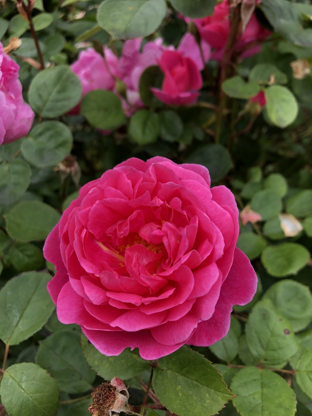 红色大朵月季花摄影图片