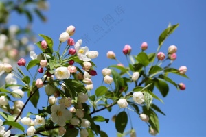 海棠花  花  绿色