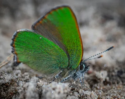 翠翼微光:自然生态的细腻展现 翠翼微光:自然生态的细腻展现