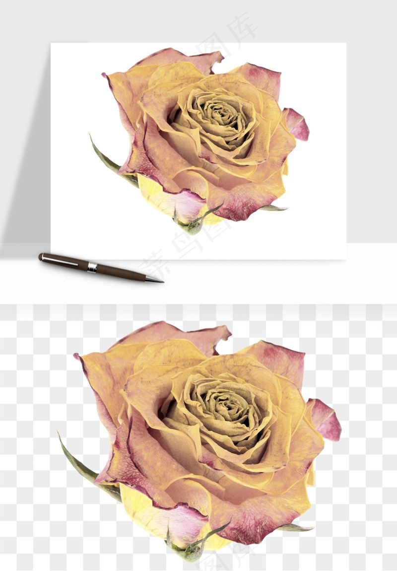 复古鲜花玫瑰png免抠