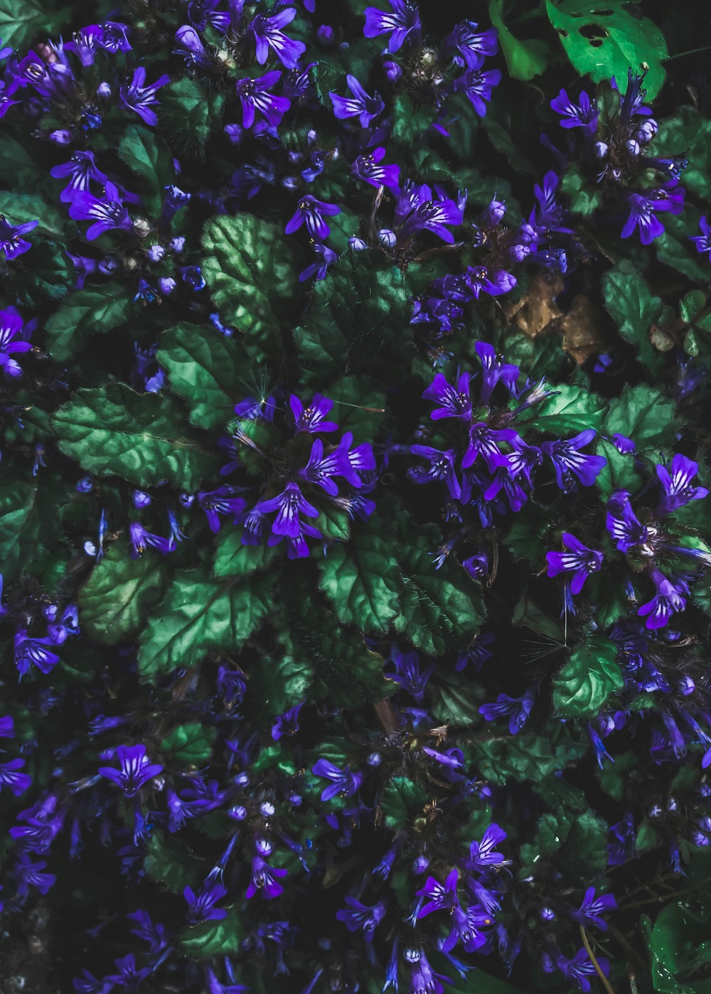 紫花绿叶生机照·自然风光艺术