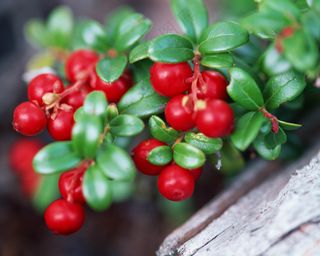 新鲜水果摄影图片 (26)