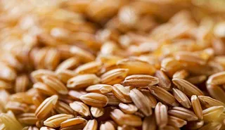 世界粮食日谷物米饭稻谷小麦摄影图