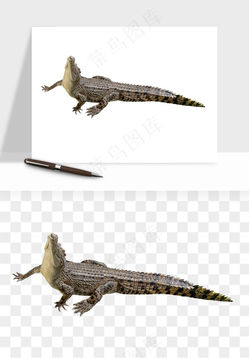 鳄鱼动物png免抠