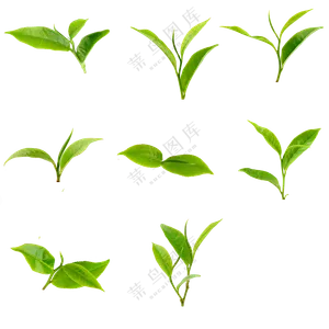 绿色小草免抠素材