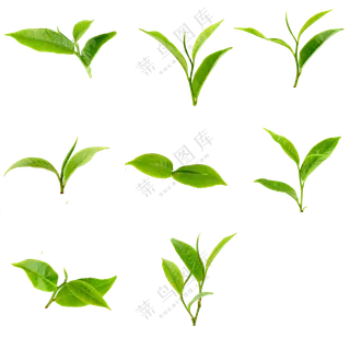 绿色小草免抠素材