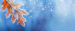 冬季大雪植物叶子上的雪花霜降小寒小雪大雪摄影图