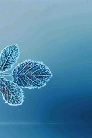 冬天树叶上结着白霜霜降摄影图