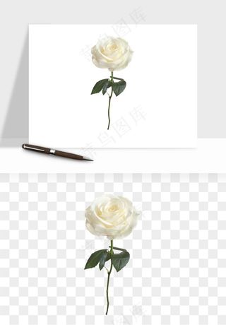 白玫瑰花枝花束png免抠