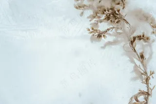 淡雅的棉花与干枝