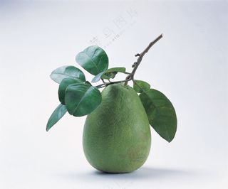 水果插画元素 (9)