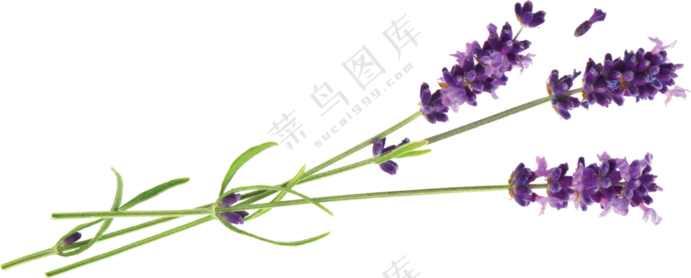 紫色的薰衣草装饰元素免抠图片素材
