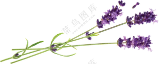 紫色的薰衣草装饰元素免抠图片素材