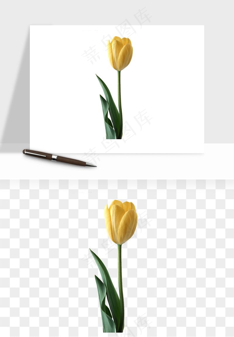 荷兰郁金香鲜花png免抠