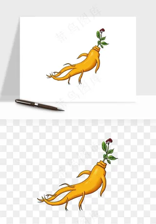 人参养生药材png免抠